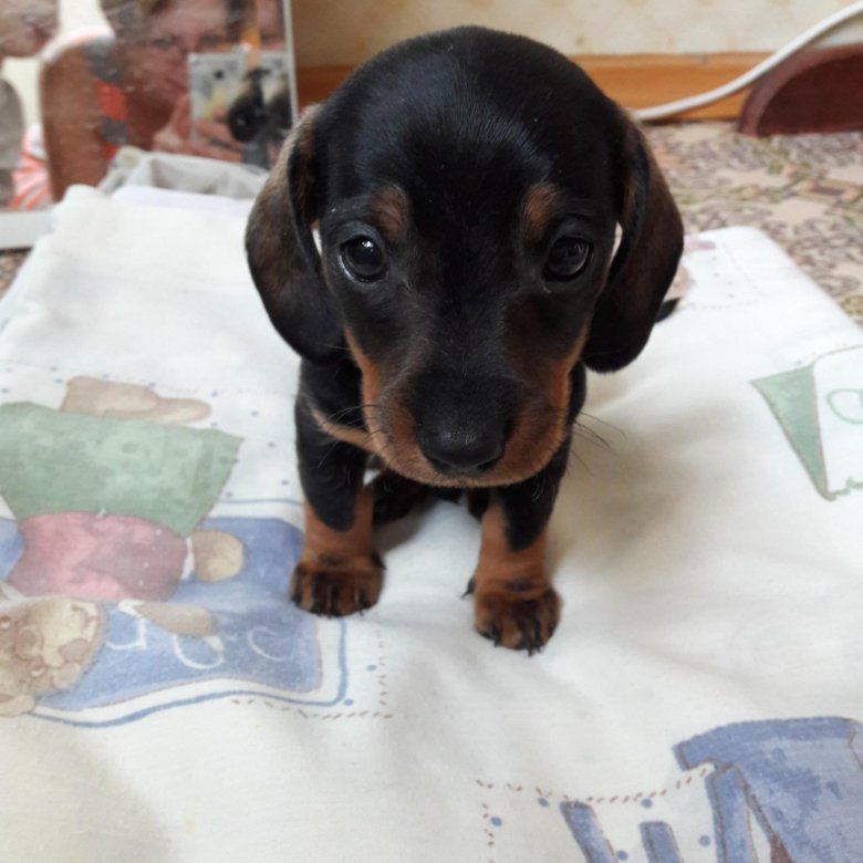 300. щенки таксы в приюте. авито тамбовская область такса. черно подпалый щенок таксы. свежие объявления о продаже щенков таксы в волгограде.