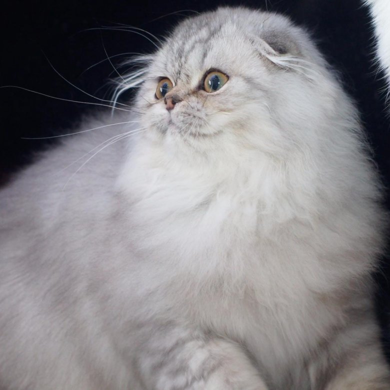 Хайленд Кошка Фото