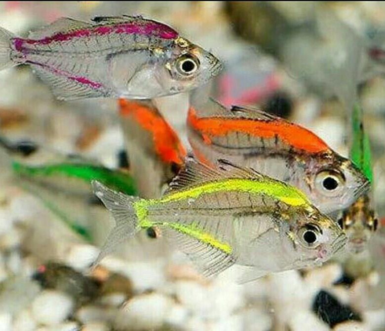 Название рыбок аквариумных с фото разноцветных