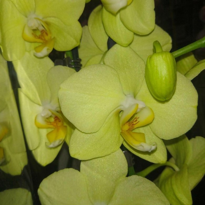 Саммер брайт орхидея фото