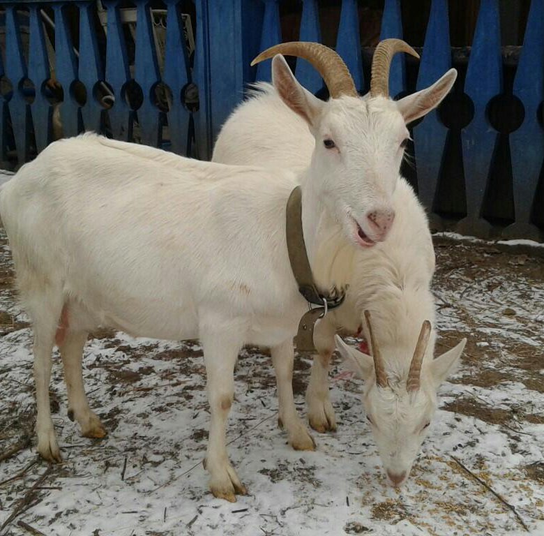 Белгородская куплю козу. Коза дойная. Ташкентская коза. Продаются козы. Продам козу.