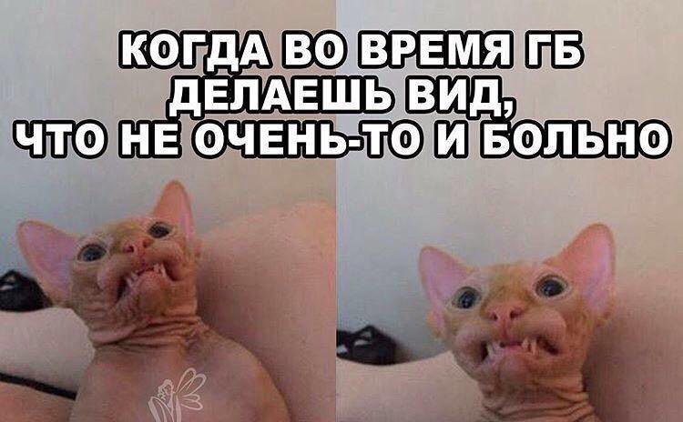 Мем с лысым котом