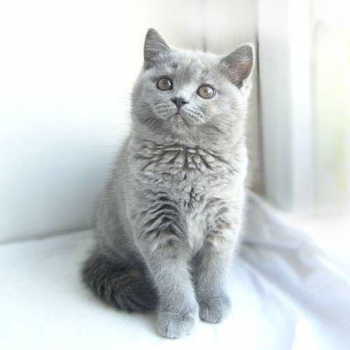 Сколько стоит британская кошка