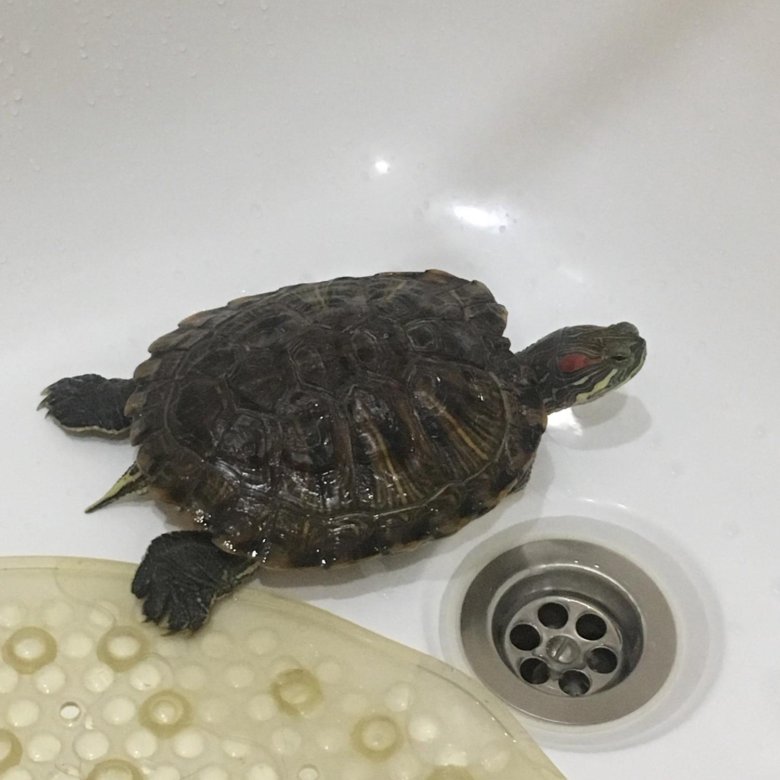 Купить черепаху водную. Водяная черепаха. Водные черепахи. Водная черепаха маленькая. Водные черепахи маленькие.
