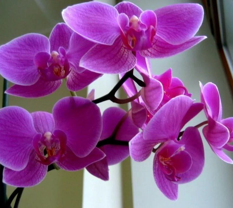 Орхидея цв. Фаленопсис sangria. Орхидея цв. Фаленопсис agnes. Фаленопсис армион.