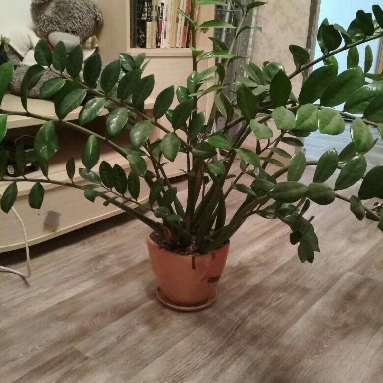 Zamioculcas долларовое дерево