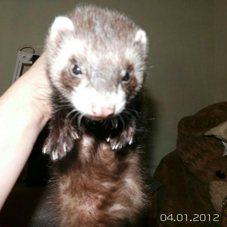 хорьки на авито спб. хорьки на авито спб. хорек 2018. свиркин омск. хорек.