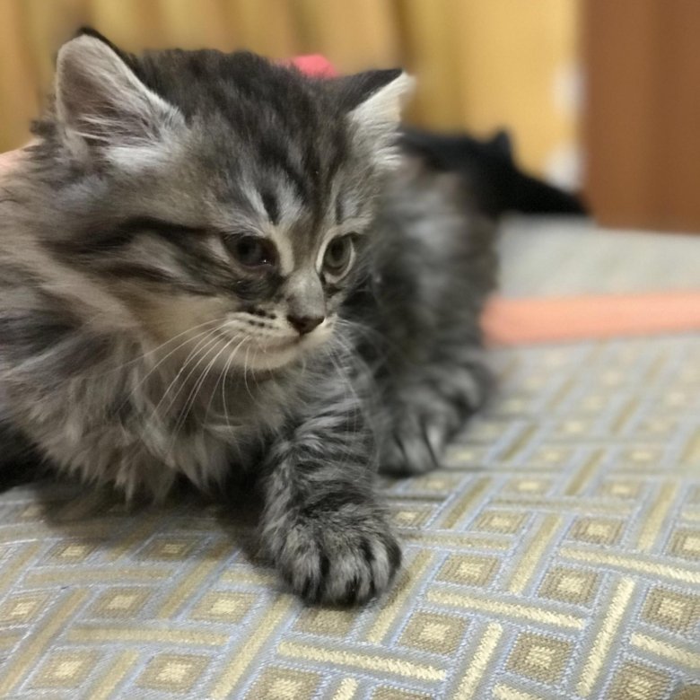 Шотландская кошка табби. Сургутские котята. Котята сургут в добрые руки свежие объявления. Котята сургут в добрые руки свежие объявления. Сургутские котята.