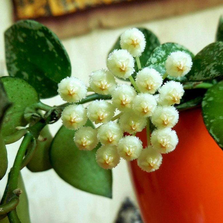 Лакуноза эскимо. Хойя лакуноза. Хойя lacunosa Eskimo. Хойя лакуноза эскимо Hoya lacunosa Eskimo. Хойя лакуноза цветение.