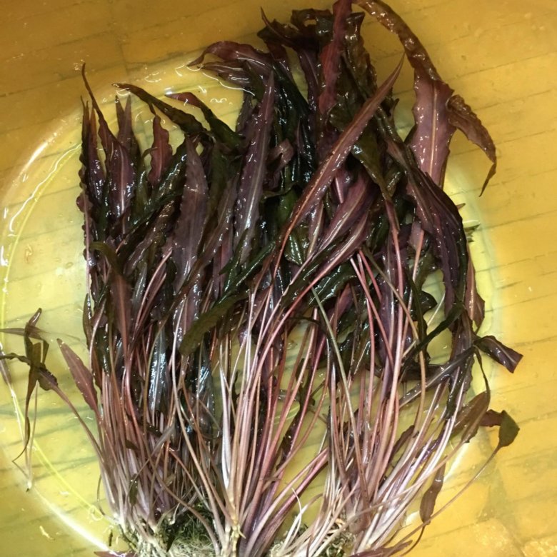 Криптокорина вендта – купить в Москве, цена 150 руб., истекает через 1 ...