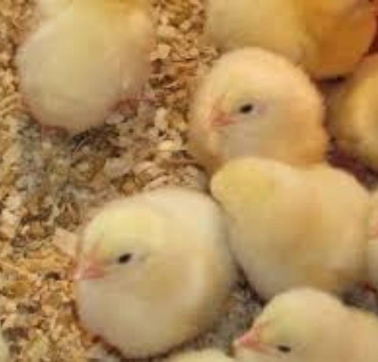 Бройлер кобб 500. Бройлеры породы коба. Мастер грей доминант. Цыплята подрощенные. Перепелята белый гигант фото.