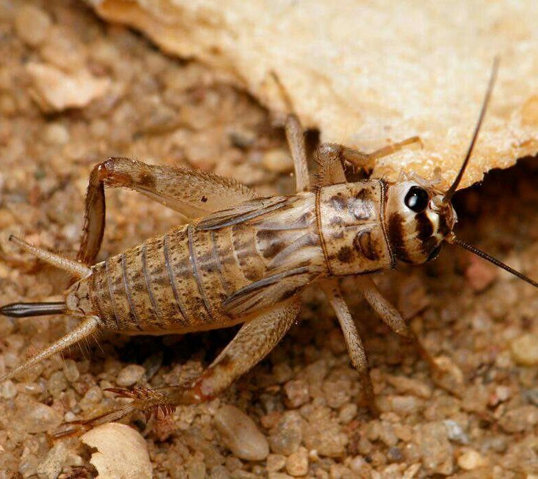 Фото сверчка. Acheta domesticus домовый сверчок. Gryllus locorojo. Сверчок полевой. Банановый сверчок.