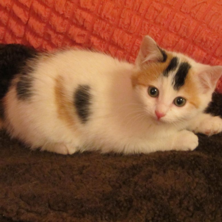 трехцветный пушистый котенок. трехцветные котята в добрые руки. кошка трехцветка в добрые руки. трехцветный котенок. котенок трехцветный в добрые.