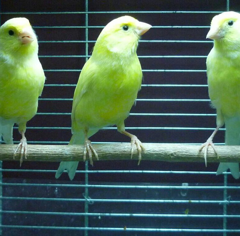 Магазин канарейка иркутск. Как ухаживать за канарейкой. Заводчики канареек. Магазин канарейки. Магазин канарейки.