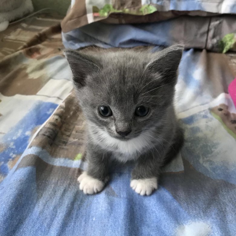 Котята екатеринбург свежие объявления. Котятки в хабаровске. Котята екатеринбург свежие объявления. Котята екатеринбург свежие объявления. Котята даром.