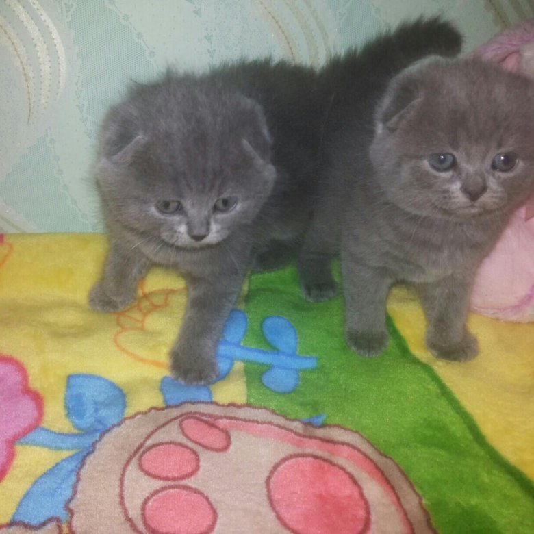 Авито Балаково Купить Котенка С Фото