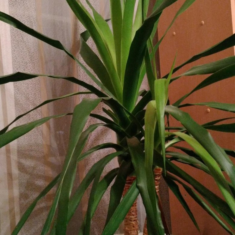 Домашний цветок в виде пальмы фото и названия