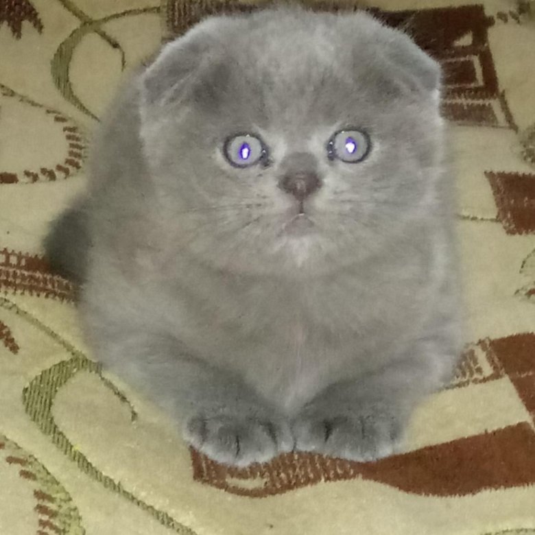 Авито Саранск Котята Шотландские Вислоухие Фото Продажа