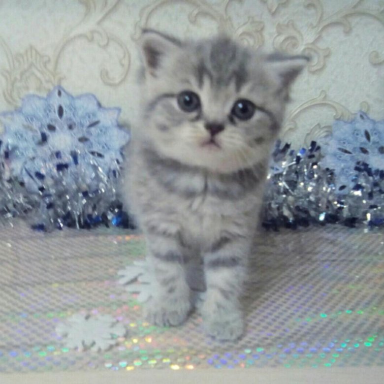 Купить Котенка В Саратове С Фото Авито