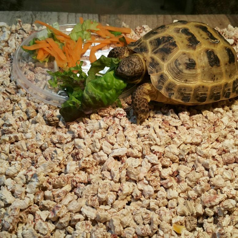 Чем кормить черепаху в домашних условиях сухопутную