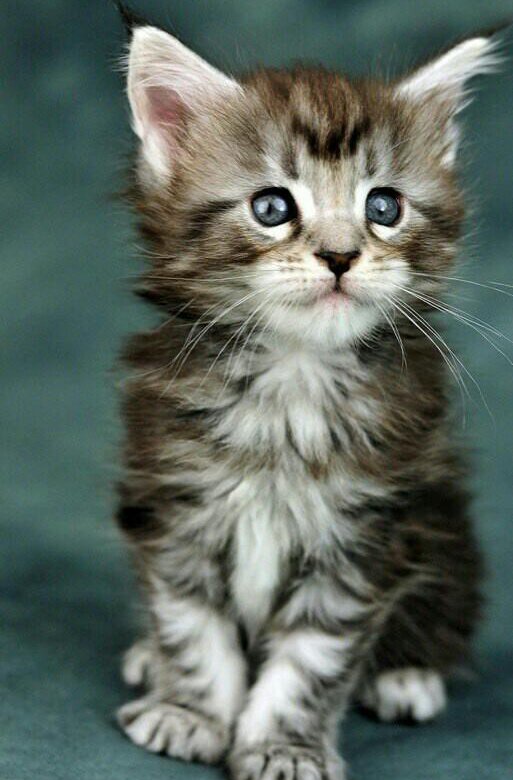 Котик вертикальное фото