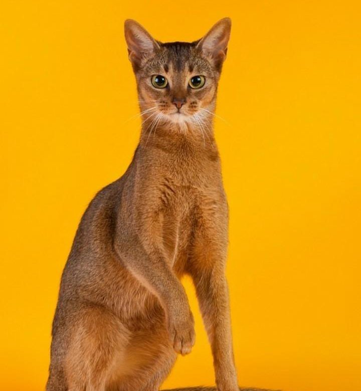 Абиссинская Кошка Фото Цена Характеристики