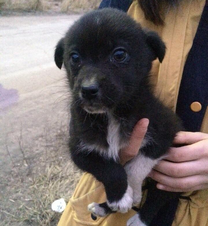 Щенки свежие объявления. Продам отдам щенка. Щенки дворняжек зимой. Отдам животных в хорошие руки г гурьевск. 5 месяца большая.