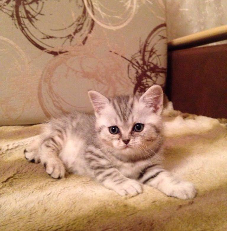На Авито Выкладывают Не Свои Фото Котят