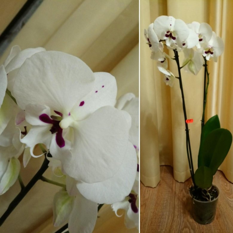 Как отличить орхидею. Белый Биг лип Орхидея. Орхидея фаленопсис Биг лип. Фаленопсис Биг лип Мелоди. Фаленопсис белый биглип.