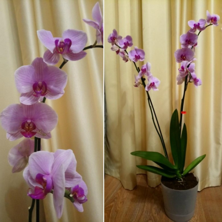 Как отличить орхидею. Фаленопсис гигантский. Сорт фаленопсиса Джокаранда. Орхидея фенолепсис гигант. Ферма орхидей фаленопсисов.