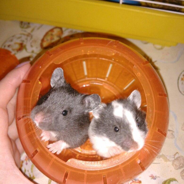 хомяк продают. продаются хомяки. хомяки джунгарики рыжие. недорогие хомяки. породы хомяков джунгарский.
