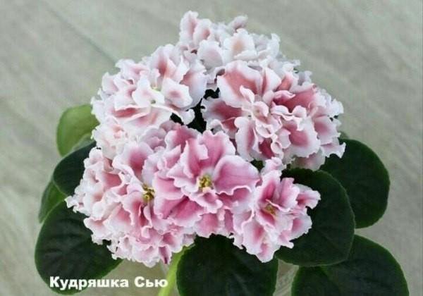 Кудряшка фиалка фото