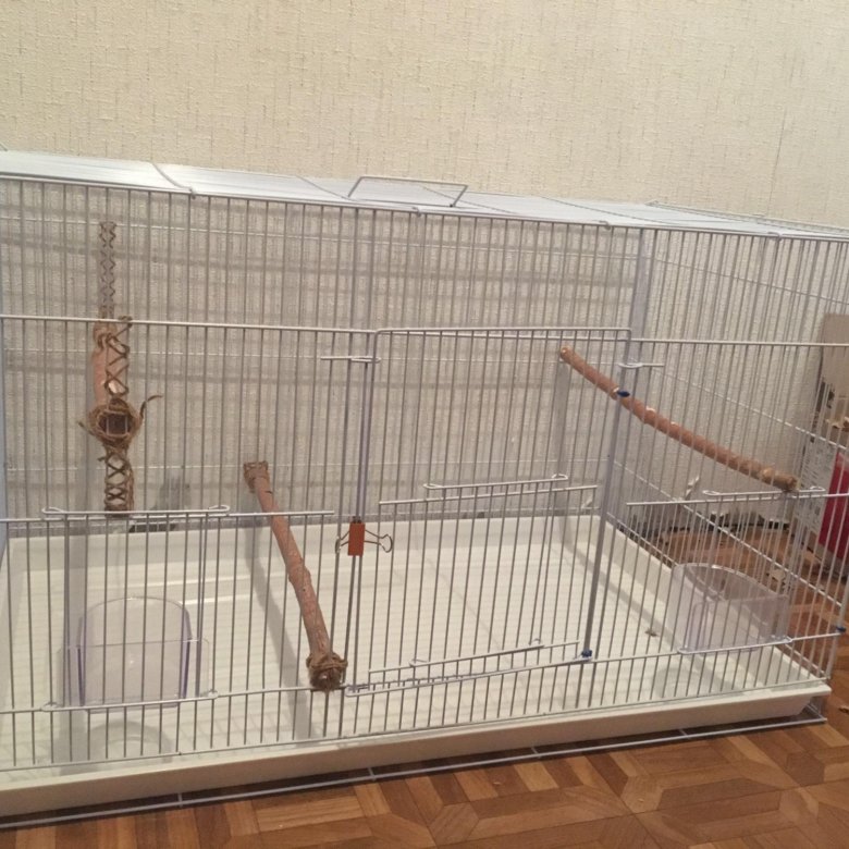 За Неделю Магазин Продал 14 Попугаев