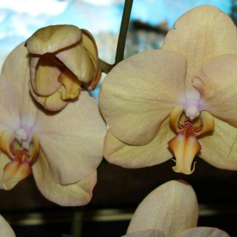 Орхидея фаленопсис карина фото