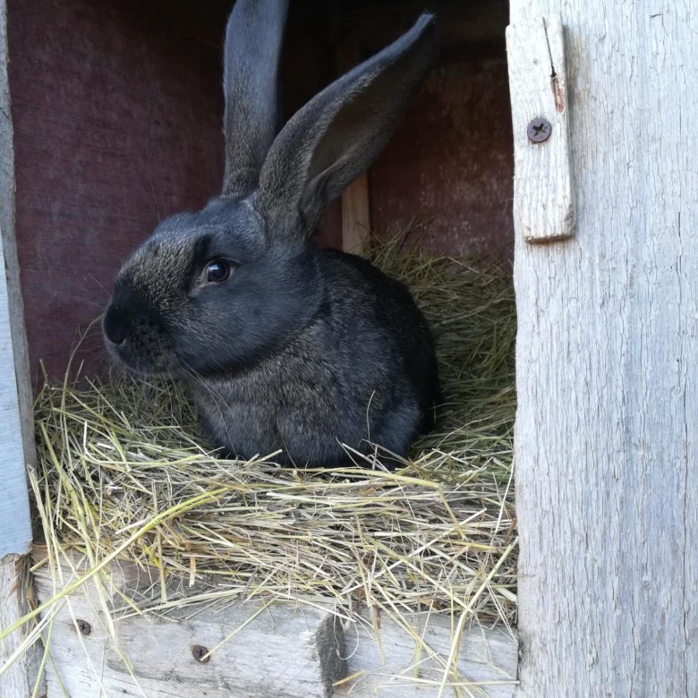 Купить кроликов в воронежской области. Серый великан кролик. Кролики Воронежская область. Кролик Россошь. Животные Россоши.