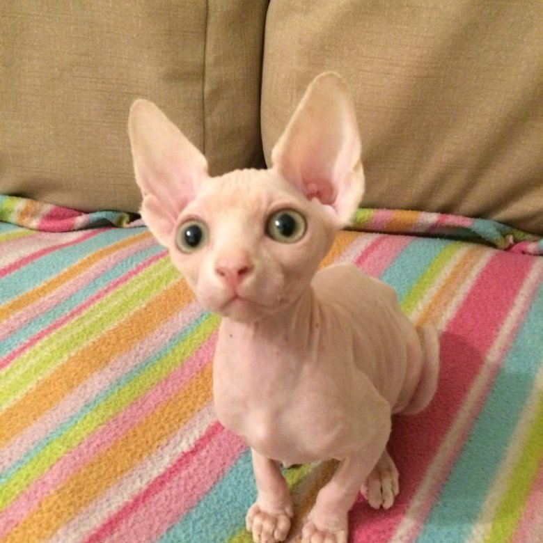 Сфинкс кошка цена