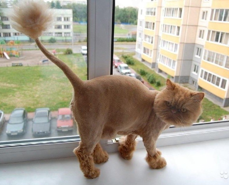 Фото Стриженных Кошек