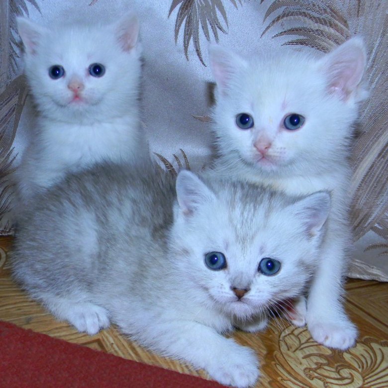 Кошки авито нижний новгород