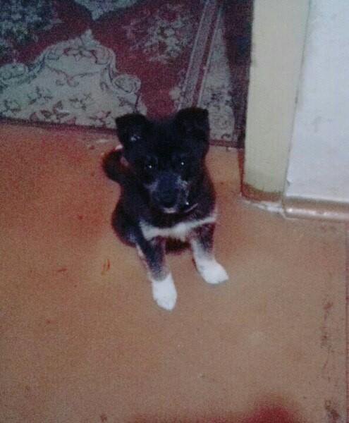 отдам в добрые руки котенка кусино кириши. астрахань авито добрые руки. в добрые руки пристраиваем животных. щенки в добрые руки в богородицке. маленькие собачки отдам даром нижний новгород.