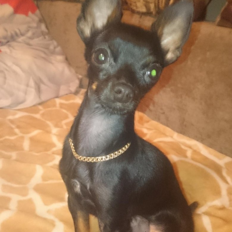 Той терьер собака в добрые руки. Той терьер кобель. Помесь тойтерьера и чихуахуа. Даром той терьер мини. Той терьер собака в добрые руки.