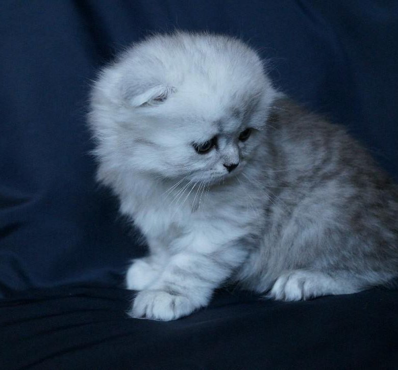 Пушистые Вислоухие Кошки Фото