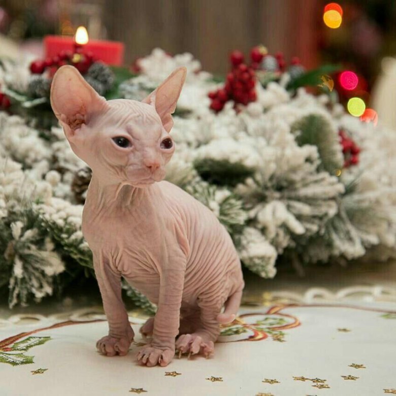 сфинкс с новым годом. сфинкс новый год. новогодний кот сфинкс. сфинкс новый год. кошка сфинкс новый год.