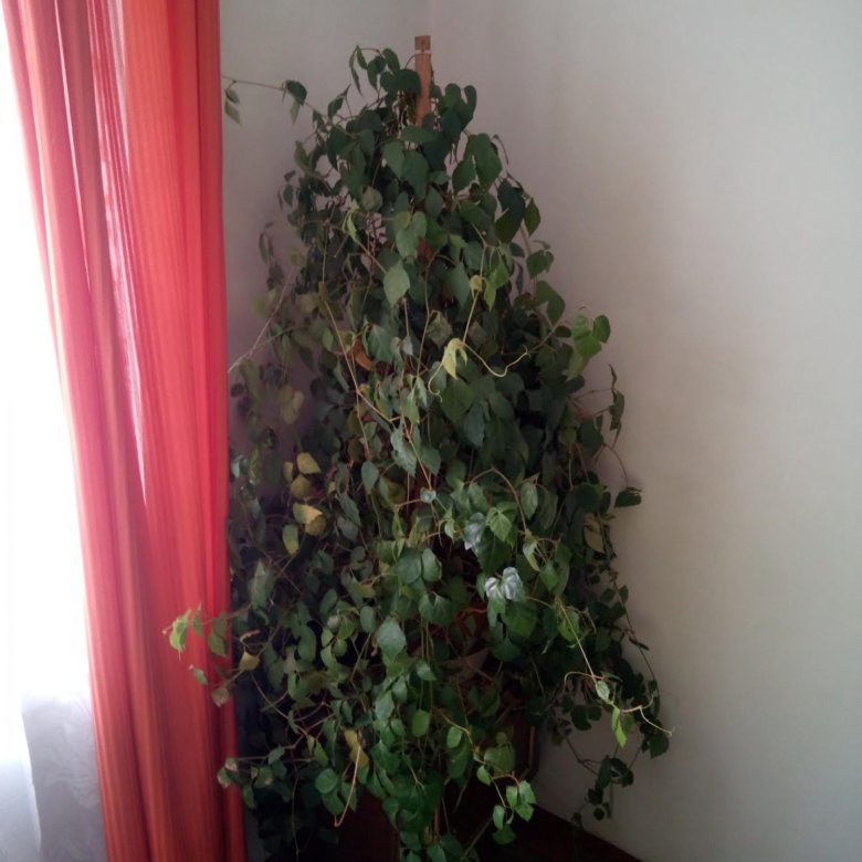 Вьюн Комнатное Растение Фото
