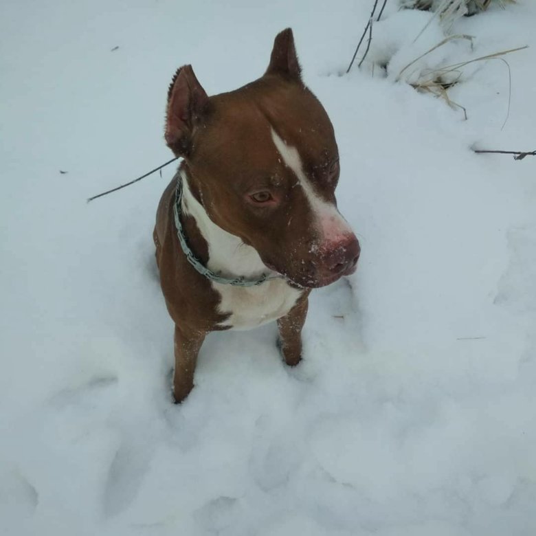 питбуль черный добрый. американский питбультерьер черный добрый. питбуль в добрые руки. албанский питбуль рост. американский питбуль метис.