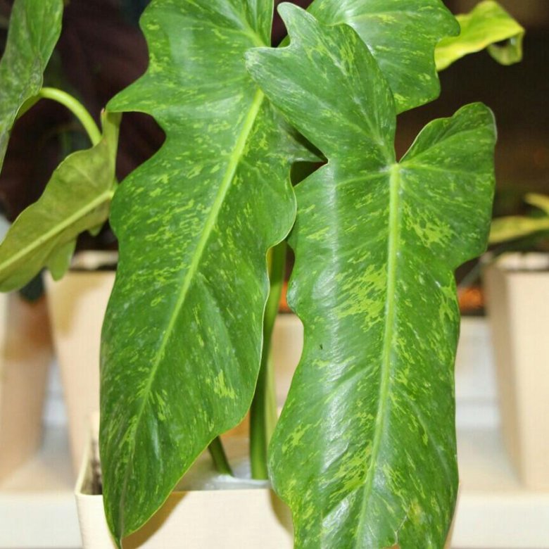 Филодендрон спиритус санкти - 76 фото - смотреть онлайн