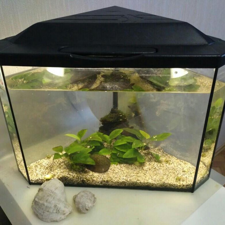 Аквариум для начинающих 30 литров. Аквариум для начинающих 30 литров. Рыбки для аквариума 15 литров. Аквариум 30 литров. Аквариум тетра 30 л.