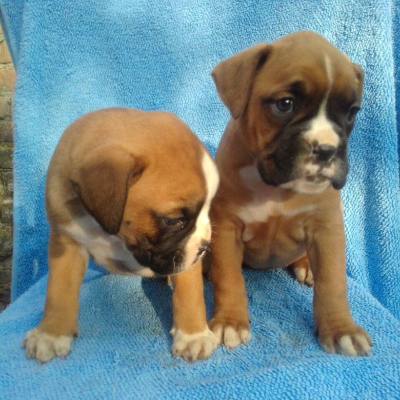 авито каменск-шахтинский животные собаки. выставка охотничьих собак 28 мая фото. авито собаки щенки каменск шахтинский. щенки боксера воронежская обл. щенки боксера и сао.