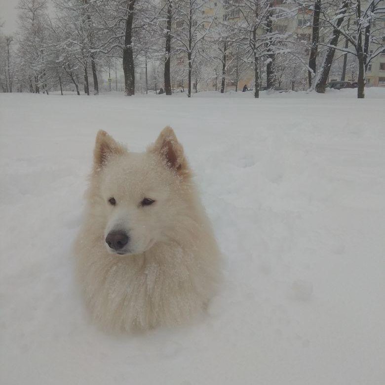 Лайка кобель фото