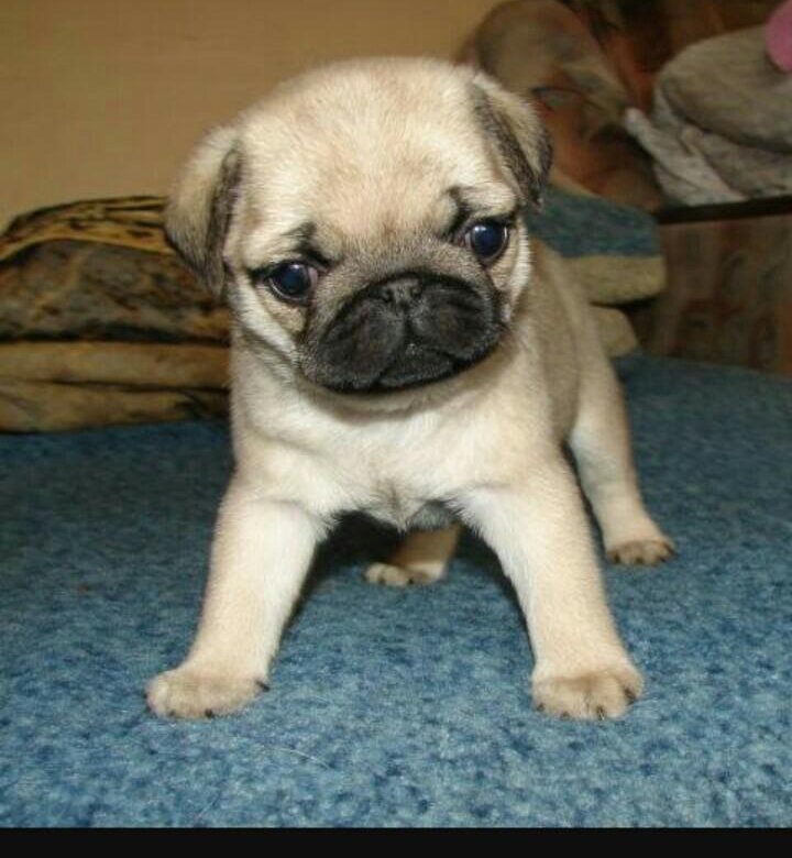 Бульдог мопс брабансон. Мопс 6 лет. Мопс щенок бежевый. Мопс 6 лет. Мопс 6 лет.