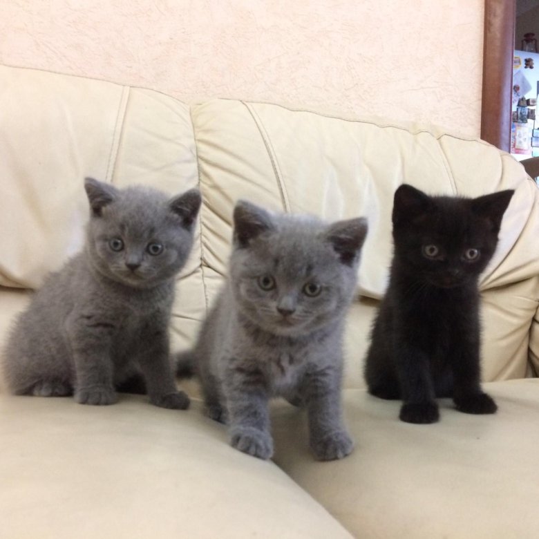 Авито Британские Котята Фото